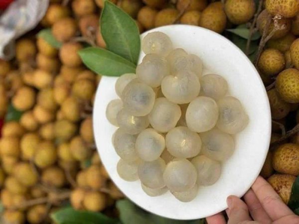 Nhãn Lồng - Hình ảnh 4