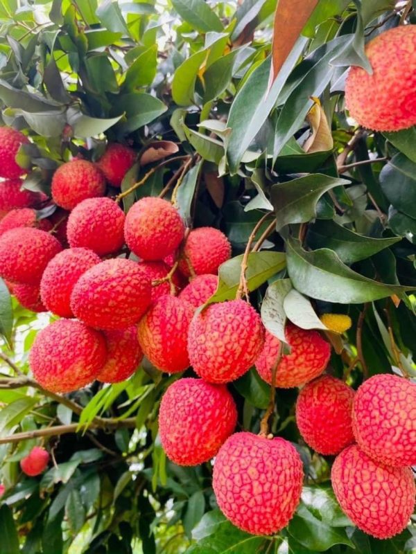Vải Trứng - Hình ảnh 3