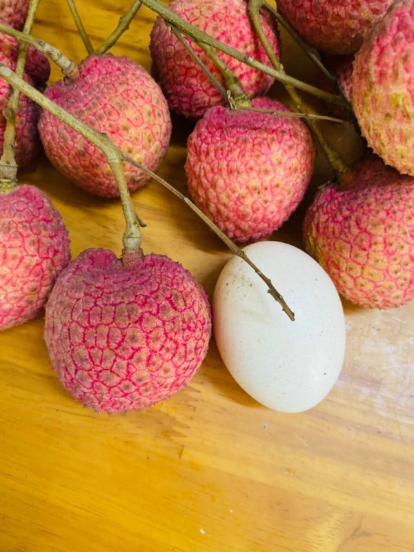 Vải Trứng