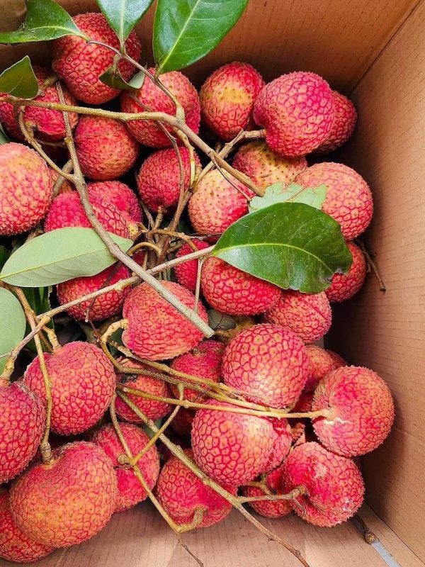 Vải Trứng - Hình ảnh 5