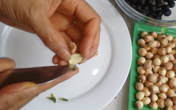 Hạt sen bắc bóc tay - Hình ảnh 4