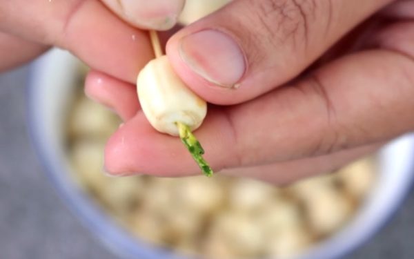 Hạt sen bắc bóc tay - Hình ảnh 2