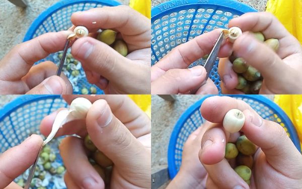 Hạt sen bắc bóc tay - Hình ảnh 3