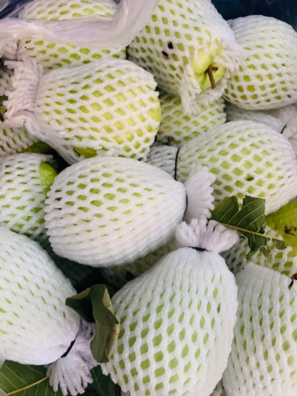 Ổi Lê - Hình ảnh 3