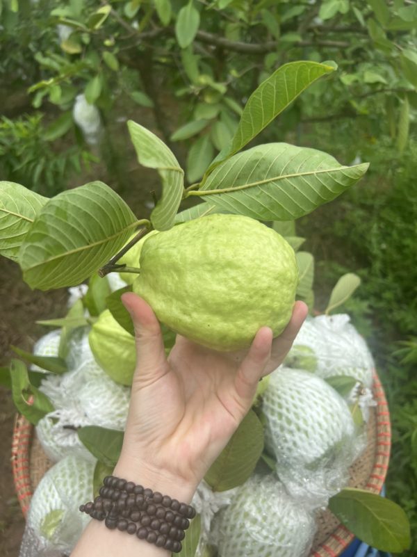 Ổi Lê - Hình ảnh 5