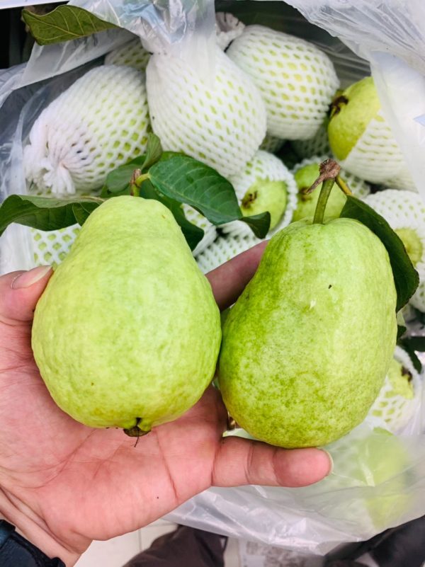 Ổi Lê - Hình ảnh 2